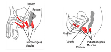 Kegel Exercises For Men Benefits And How To Instructions Page Of Fashion Model Health